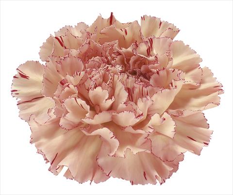 Foto de variedad de flores para ser usadas como: Flor cortada Dianthus caryophyllus Viper Wine