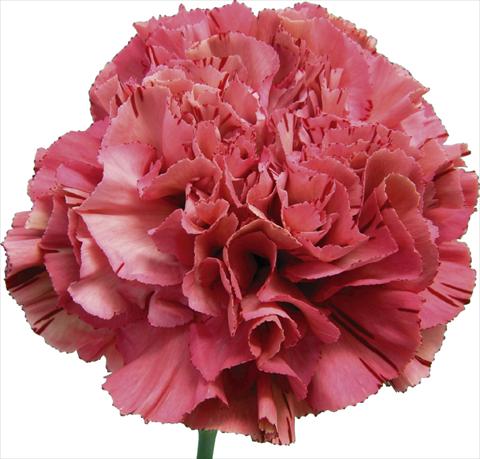 Foto de variedad de flores para ser usadas como: Flor cortada Dianthus caryophyllus Viper