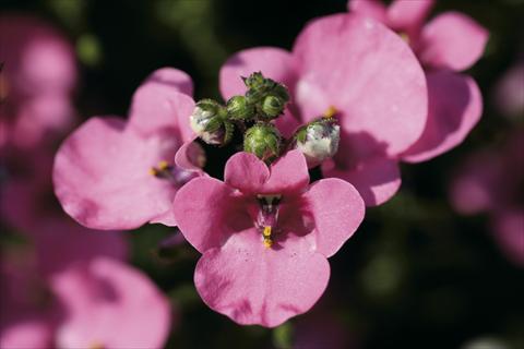 Foto de variedad de flores para ser usadas como: Planta de temporada / borde del macizo Diascia Piccadilly Hot Pink
