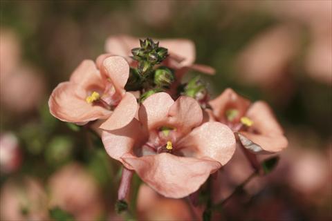 Foto de variedad de flores para ser usadas como: Planta de temporada / borde del macizo Diascia Piccadilly Salmon