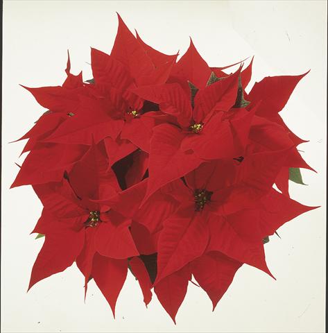 Foto de variedad de flores para ser usadas como: Tarrina de colgar / Maceta Poinsettia - Euphorbia pulcherrima Christmas Carol sel®
