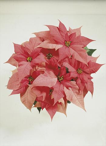 Foto de variedad de flores para ser usadas como: Tarrina de colgar / Maceta Poinsettia - Euphorbia pulcherrima Christmas Carol sel® Pink Evol.