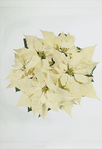 Foto de variedad de flores para ser usadas como: Tarrina de colgar / Maceta Poinsettia - Euphorbia pulcherrima Christmas Carol sel® White