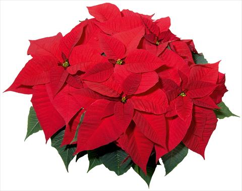 Foto de variedad de flores para ser usadas como: Tarrina de colgar / Maceta Poinsettia - Euphorbia pulcherrima Christmas Feelings® sel®