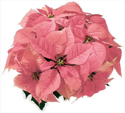 Foto de variedad de flores para ser usadas como: Tarrina de colgar / Maceta Poinsettia - Euphorbia pulcherrima Christmas Feelings® sel® Pink