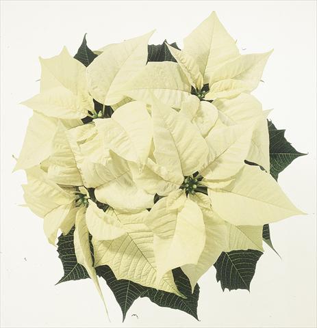 Foto de variedad de flores para ser usadas como: Tarrina de colgar / Maceta Poinsettia - Euphorbia pulcherrima Christmas Feelings® sel® White