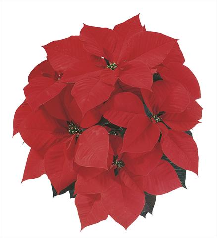 Foto de variedad de flores para ser usadas como: Tarrina de colgar / Maceta Poinsettia - Euphorbia pulcherrima Christmas Spirit®