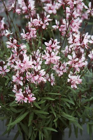 Foto de variedad de flores para ser usadas como: Planta de temporada / borde del macizo Gaura lindheimeri Belleza Early Pink