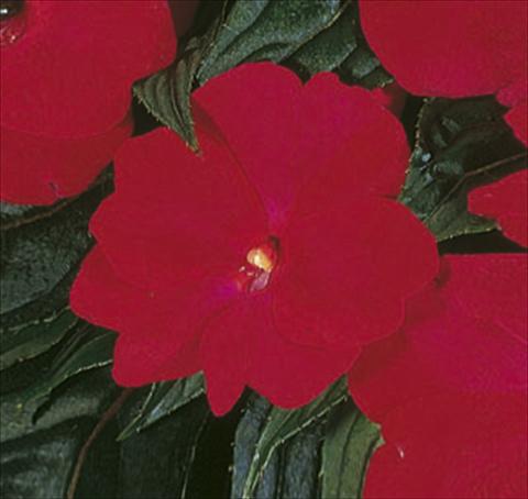 Foto de variedad de flores para ser usadas como: Tarrina de colgar / Maceta Impatiens N. Guinea ColorPower® Deep Red