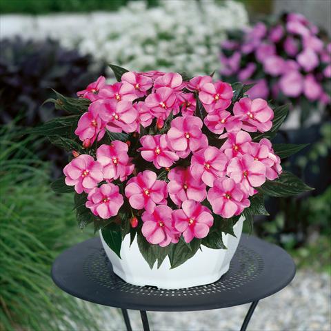 Foto de variedad de flores para ser usadas como: Tarrina de colgar / Maceta Impatiens N. Guinea ColorPower® Lavender Flame