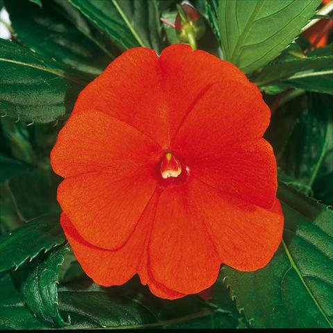 Foto de variedad de flores para ser usadas como: Tarrina de colgar / Maceta Impatiens N. Guinea ColorPower® Orange Red