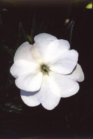 Foto de variedad de flores para ser usadas como: Tarrina de colgar / Maceta Impatiens N. Guinea ColorPower® Perfect White