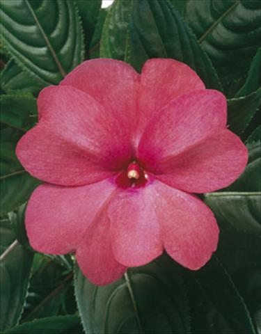 Foto de variedad de flores para ser usadas como: Tarrina de colgar / Maceta Impatiens N. Guinea ColorPower® Rose