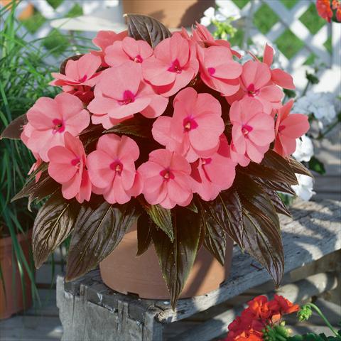 Foto de variedad de flores para ser usadas como: Tarrina de colgar / Maceta Impatiens N. Guinea ColorPower® Salmon Pink
