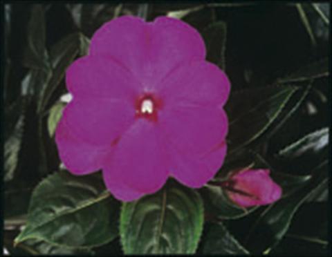 Foto de variedad de flores para ser usadas como: Tarrina de colgar / Maceta Impatiens N. Guinea ColorPower® Violet
