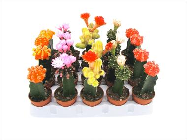 Foto de variedad de flores para ser usadas como: Maceta Cactus Gymnocalycium colorati