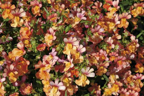 Foto de variedad de flores para ser usadas como: Planta de temporada / borde del macizo Nemesia Papagena Coral
