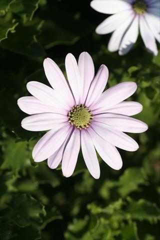 Foto de variedad de flores para ser usadas como: Tarrina de colgar / Maceta Osteospermum FlowerPower® sel® Cream Pink