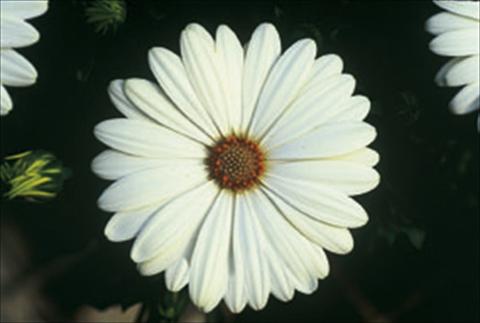 Foto de variedad de flores para ser usadas como: Planta de temporada / borde del macizo Osteospermum FlowerPower® sel® Ivory