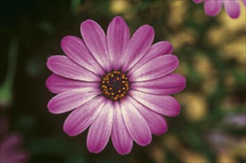 Foto de variedad de flores para ser usadas como: Planta de temporada / borde del macizo Osteospermum FlowerPower® sel® Lavander Pink