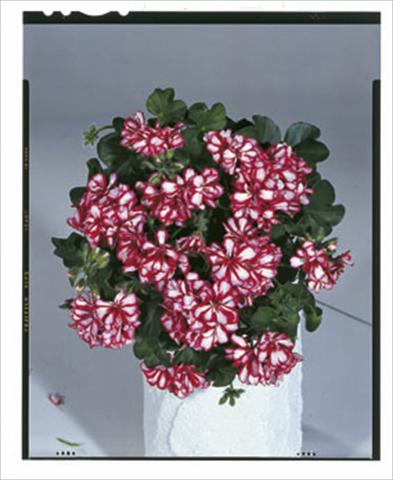Foto de variedad de flores para ser usadas como: Tarrina de colgar / Maceta Pelargonium peltatum Royal Candy Cane