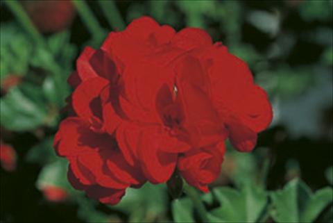 Foto de variedad de flores para ser usadas como: Tarrina de colgar / Maceta Pelargonium peltatum Royal Fire