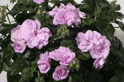 Foto de variedad de flores para ser usadas como: Tarrina de colgar / Maceta Pelargonium peltatum Royal Lavander