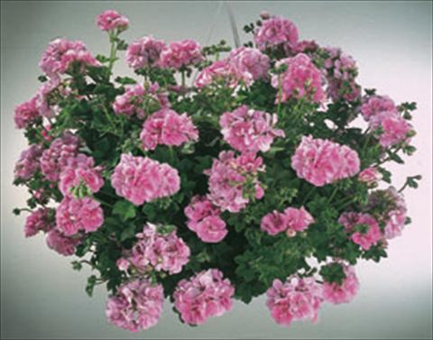 Foto de variedad de flores para ser usadas como: Tarrina de colgar / Maceta Pelargonium peltatum  Royal Light Pink