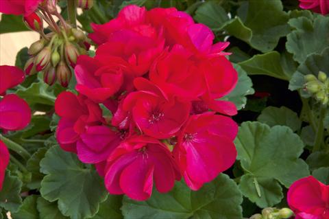 Foto de variedad de flores para ser usadas como: Planta de temporada / borde del macizo Pelargonium zonale Sunrise® Arcona 2000