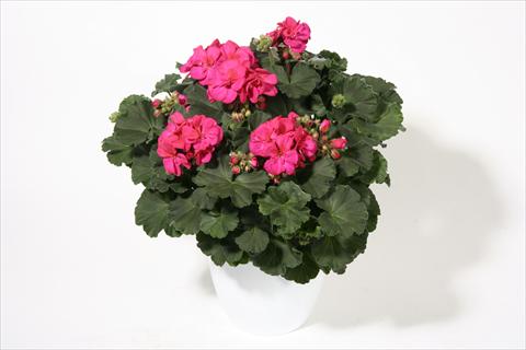 Foto de variedad de flores para ser usadas como: Planta de temporada / borde del macizo Pelargonium zonale Moonlight® Emotion