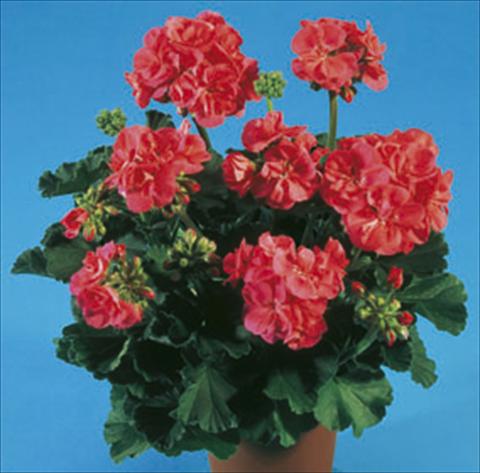Foto de variedad de flores para ser usadas como: Planta de temporada / borde del macizo Pelargonium zonale Moonlight® Greco