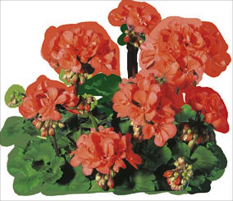 Foto de variedad de flores para ser usadas como: Planta de temporada / borde del macizo Pelargonium zonale Moonlight® Guido
