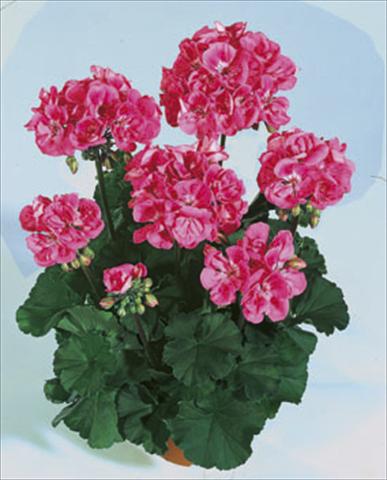 Foto de variedad de flores para ser usadas como: Planta de temporada / borde del macizo Pelargonium zonale Moonlight® Lady Ramona