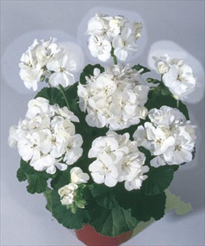 Foto de variedad de flores para ser usadas como: Planta de temporada / borde del macizo Pelargonium zonale Moonlight® Sailing