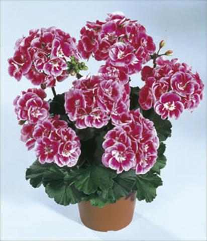 Foto de variedad de flores para ser usadas como: Planta de temporada / borde del macizo Pelargonium zonale Moonlight® Vineta