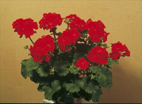 Foto de variedad de flores para ser usadas como: Planta de temporada / borde del macizo Pelargonium zonale Sunrise® Elara
