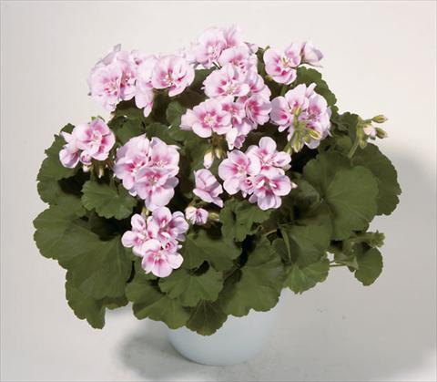 Foto de variedad de flores para ser usadas como: Planta de temporada / borde del macizo Pelargonium zonale Sunrise® Kristina