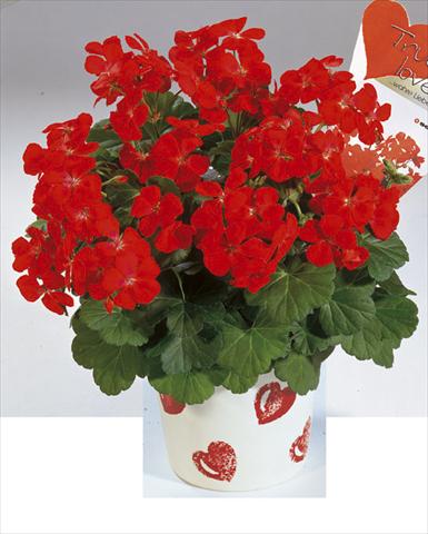 Foto de variedad de flores para ser usadas como: Planta de temporada / borde del macizo Pelargonium zonale True Love Red