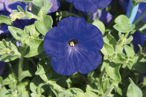Foto de variedad de flores para ser usadas como: Tarrina de colgar / Maceta Petunia pendula Charming Blue