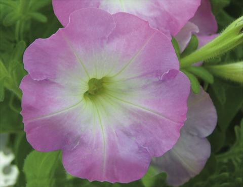 Foto de variedad de flores para ser usadas como: Tarrina de colgar / Maceta Petunia pendula Charming Pink