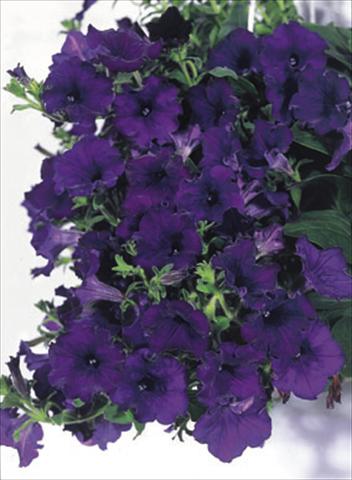 Foto de variedad de flores para ser usadas como: Tarrina de colgar / Maceta Petunia CompactFamous™ Blue
