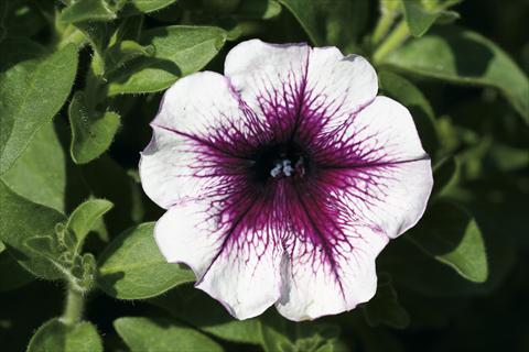Foto de variedad de flores para ser usadas como: Tarrina de colgar / Maceta Petunia Famous™ Dark Violet Vein