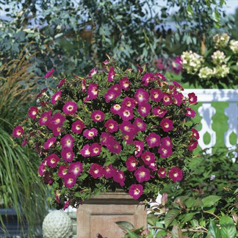 Foto de variedad de flores para ser usadas como: Tarrina de colgar / Maceta Petunia Famous™ Hot Rose Morn
