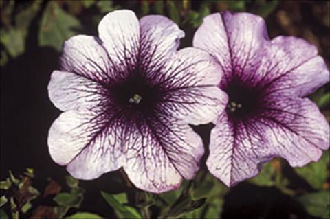 Foto de variedad de flores para ser usadas como: Tarrina de colgar / Maceta Petunia Famous™ Lilac Dark Vein