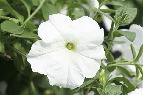 Foto de variedad de flores para ser usadas como: Tarrina de colgar / Maceta Petunia Famous™ New White