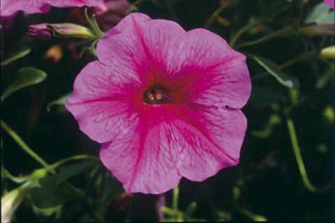 Foto de variedad de flores para ser usadas como: Tarrina de colgar / Maceta Petunia Famous™ Rose Star