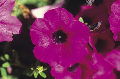 Foto de variedad de flores para ser usadas como: Tarrina de colgar / Maceta Petunia Famous™ Trailing Purple