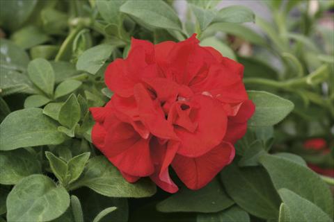 Foto de variedad de flores para ser usadas como: Tarrina de colgar / Maceta Petunia pendula Sweet Sunshine® Red
