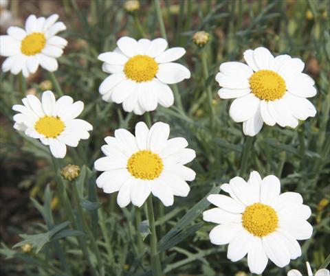 Foto de variedad de flores para ser usadas como: Planta de temporada / borde del macizo Argyranthemum LaRita® White Beauty