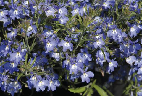 Foto de variedad de flores para ser usadas como: Planta de temporada / borde del macizo Lobelia Curaçao® Blue with Eye